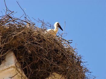 Low angle view of bird perching on nest