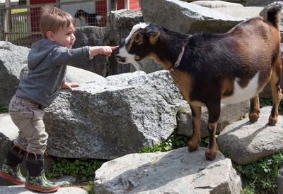 Boy touching goat while standing on rock