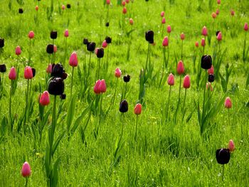 Close-up of poppy flowers in field