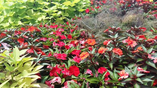 Full frame shot of red flowers