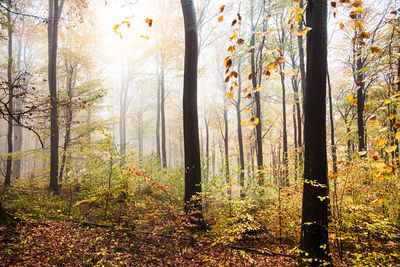 Sunlight streaming through trees in forest during autumn