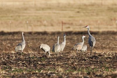 Flock of birds on field