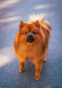 Close-up of dog on road