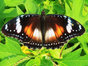 Close-up of butterfly on leaf