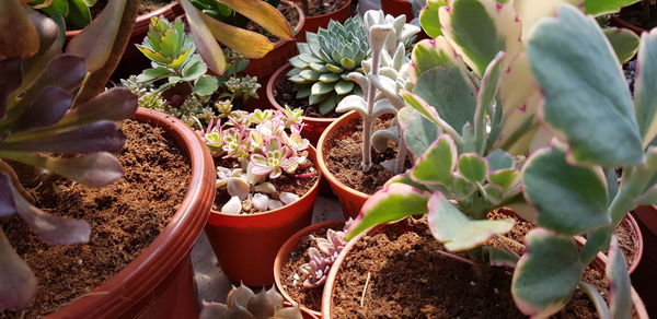 High angle view of potted plants