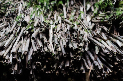 Close up of leaves