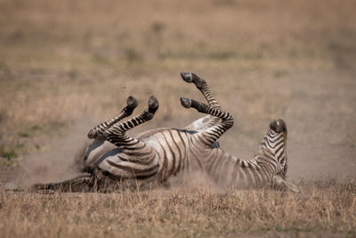 Plains zebra on savannah rolling in dust