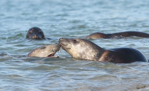 Seal swimming in sea