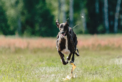 Greyhound dog lifted off the ground during the dog racing competition running straight into camera