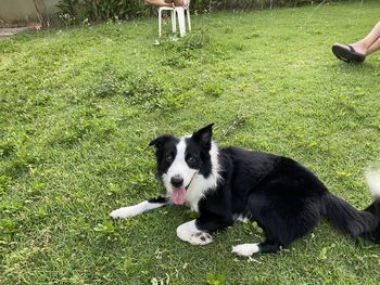 High angle view of dog on field