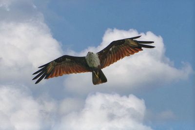 Brahminy kite in flight