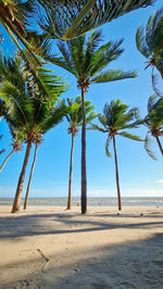 Palm trees on beach against sky