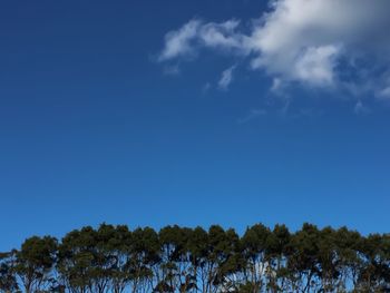 Low angle view of trees against blue sky