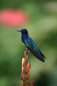 Close-up of bird perching on leaf