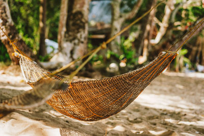 Close-up of wicker basket on tree