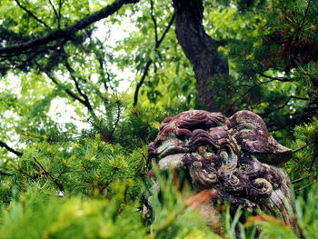 Low angle view of trees in forest