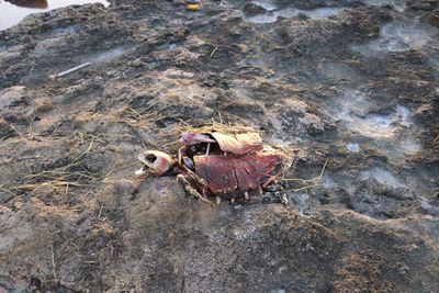 High angle view of crab on rock