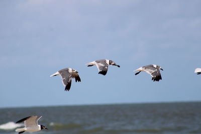 Seagulls flying against sky