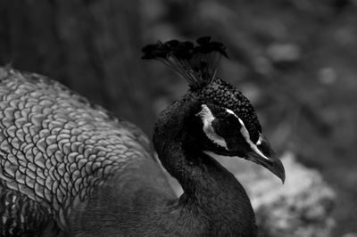 Close-up of bird