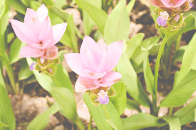 Close-up of pink flowers blooming outdoors