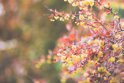 Close-up of cherry blossom on tree during autumn