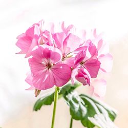 Close-up of pink flower