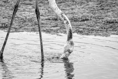 Pink flamingo eating