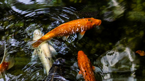 Fish swimming in lake