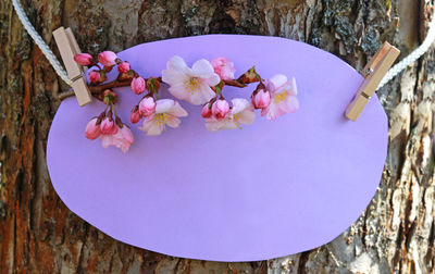 High angle view of pink flowering plant on table