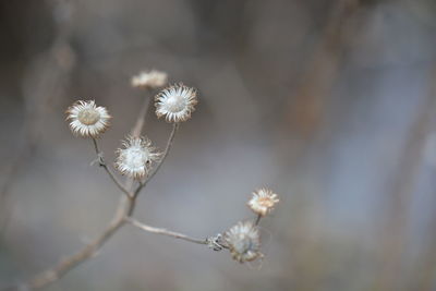 Close-up of white flowers