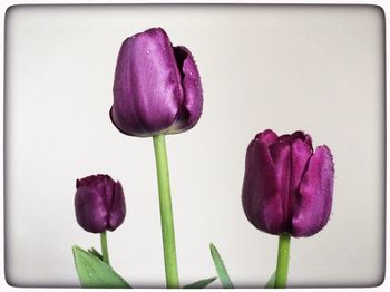 Close-up of pink flowers