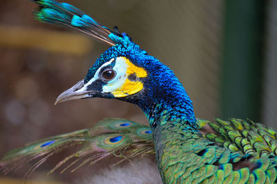 Close-up of peacock head