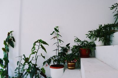 Potted plants against wall