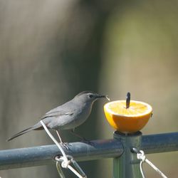 Close-up of bird perching on metal railing