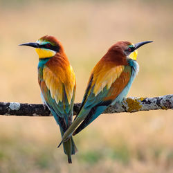 Close-up of birds perching on branch