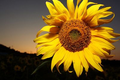 Close-up of sunflower