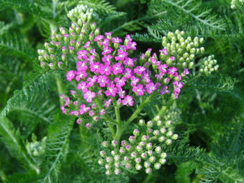 Close-up of pink flowering plants