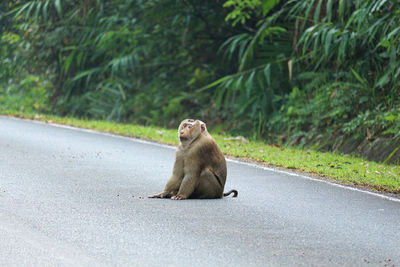 Monkey sitting on a road