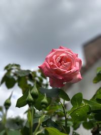 Close-up of red rose blooming against sky