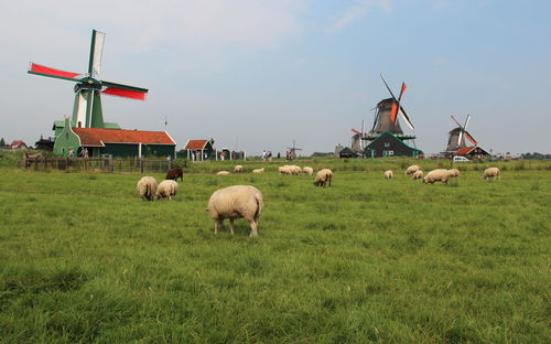 Sheep on grassy field against sky