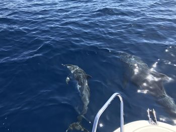 High angle view of whale swimming in sea