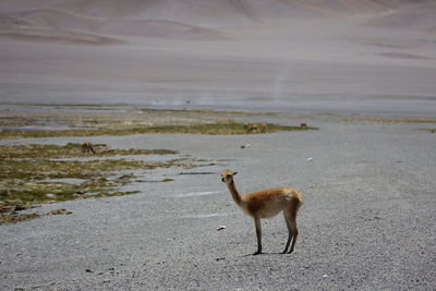 Close-up of deer standing on beach