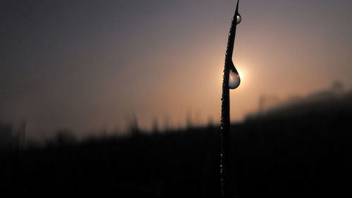 Close-up of silhouette plant against sky during sunset