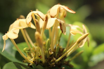 Close-up of flowers