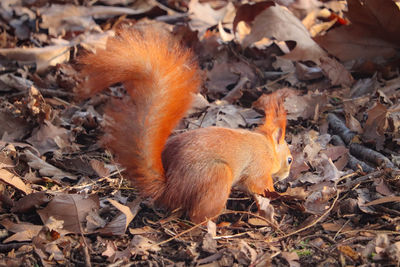 Close-up of squirrel