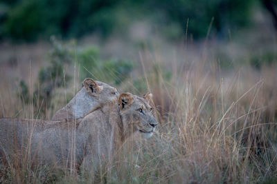 View of an animal on field