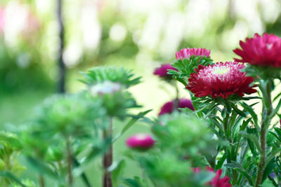 Close-up of red flowering plant
