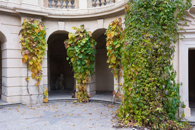 Plants in front of historic building