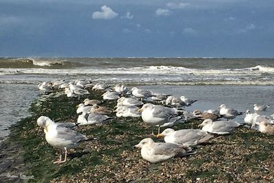 Seagulls on beach against sky