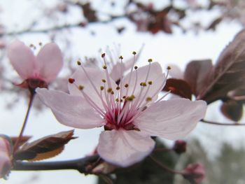 Close-up of cherry blossoms in spring